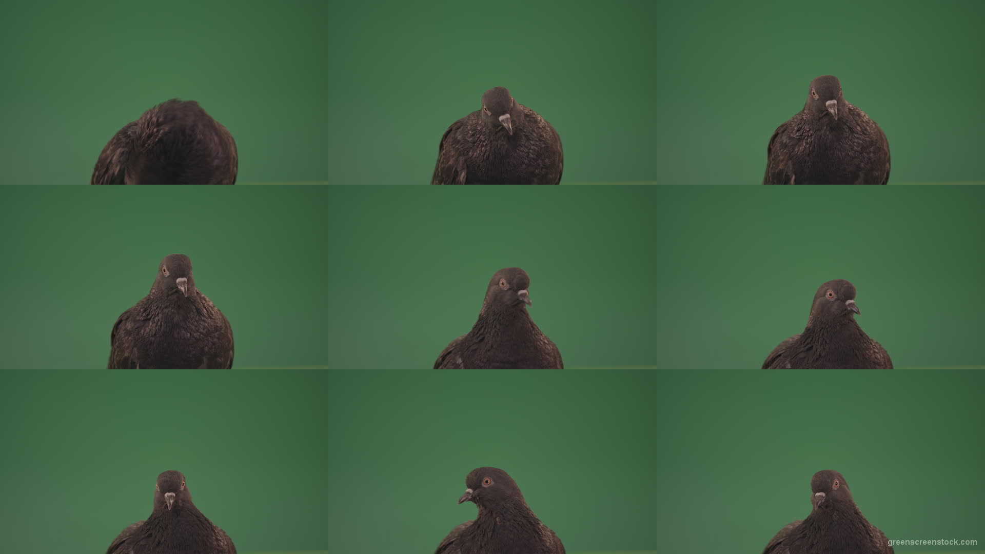 Pigeon-came-to-rest-after-a-long-flight-isolated-on-chromakey-background Green Screen Stock
