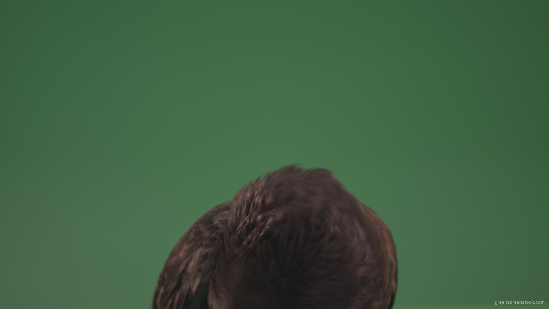 Pigeon-came-to-rest-after-a-long-flight-isolated-on-chromakey-background_001 Green Screen Stock