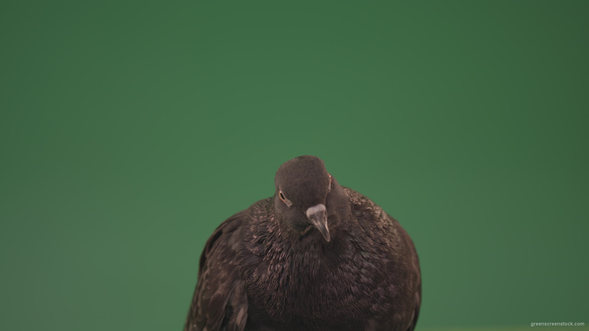 Pigeon-came-to-rest-after-a-long-flight-isolated-on-chromakey-background_002 Green Screen Stock