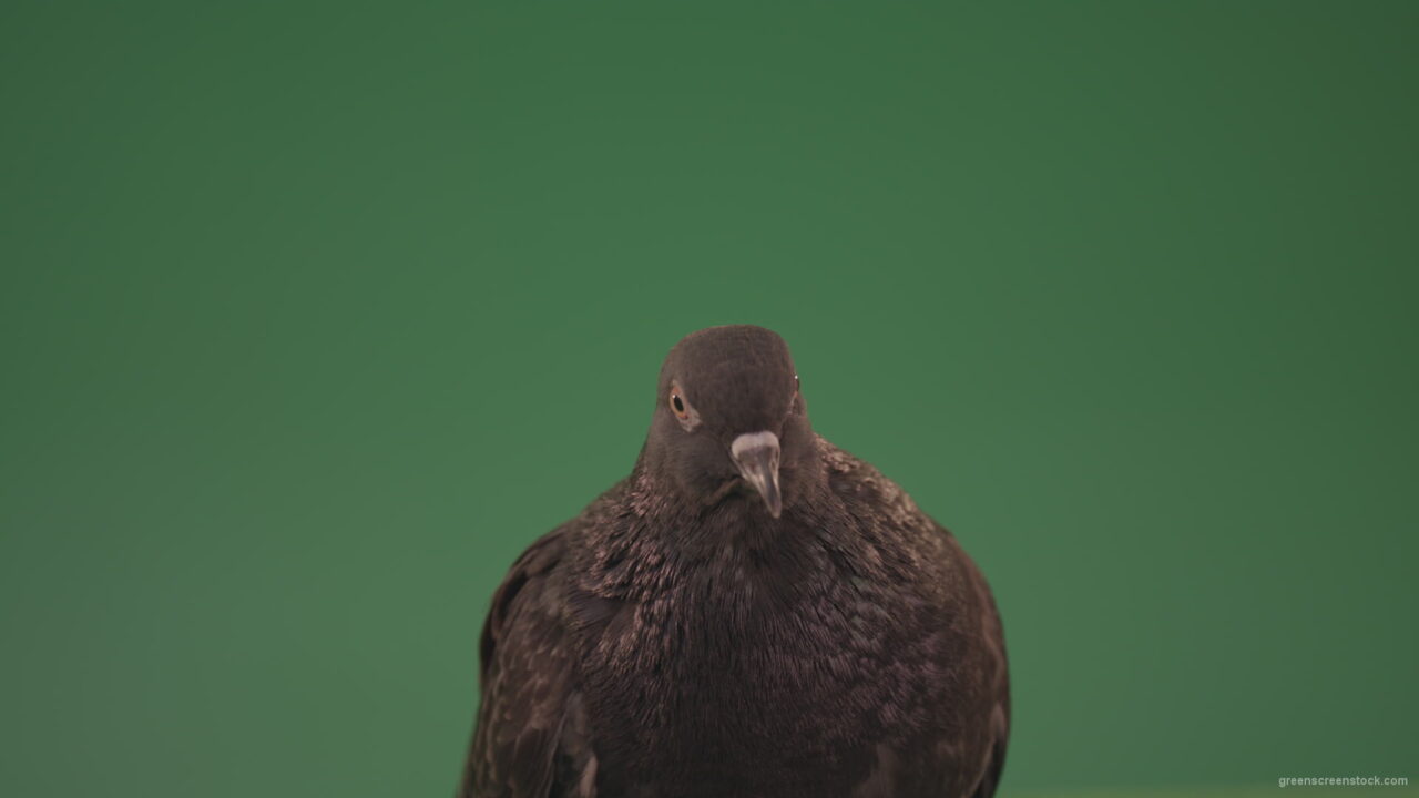 vj video background Pigeon-came-to-rest-after-a-long-flight-isolated-on-chromakey-background_003