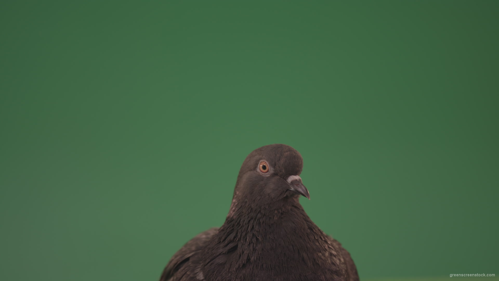 Pigeon-came-to-rest-after-a-long-flight-isolated-on-chromakey-background_006 Green Screen Stock