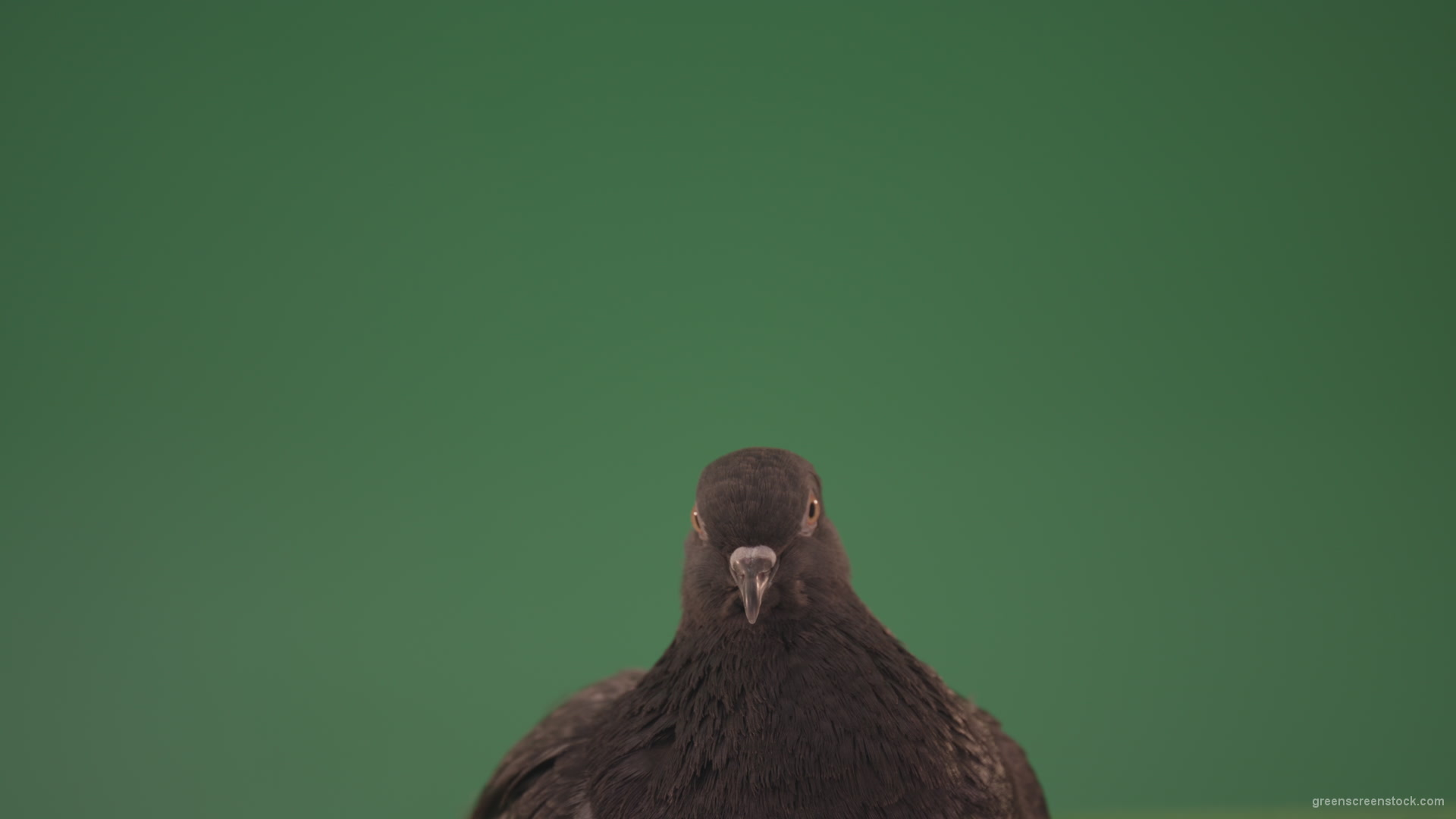 Pigeon-came-to-rest-after-a-long-flight-isolated-on-chromakey-background_007 Green Screen Stock