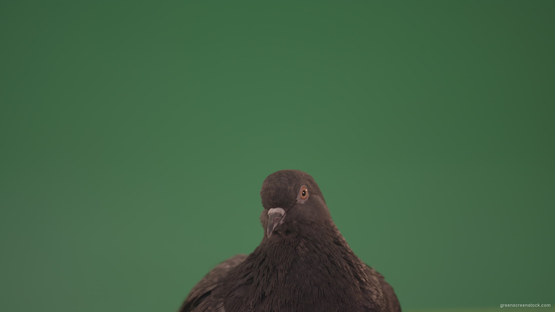 Pigeon-came-to-rest-after-a-long-flight-isolated-on-chromakey-background_009 Green Screen Stock