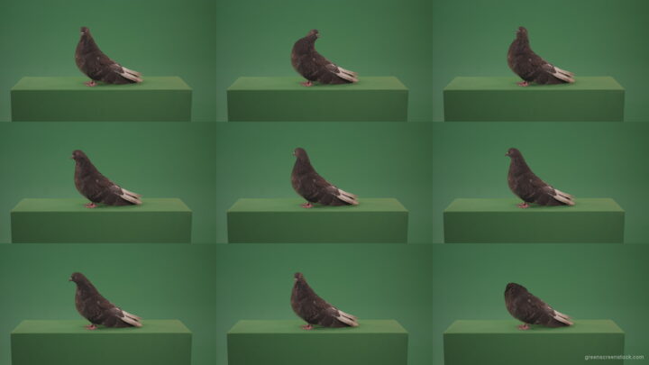 Pigeon-flies-over-the-city-in-search-of-its-nest-isolated-on-green-screen Green Screen Stock