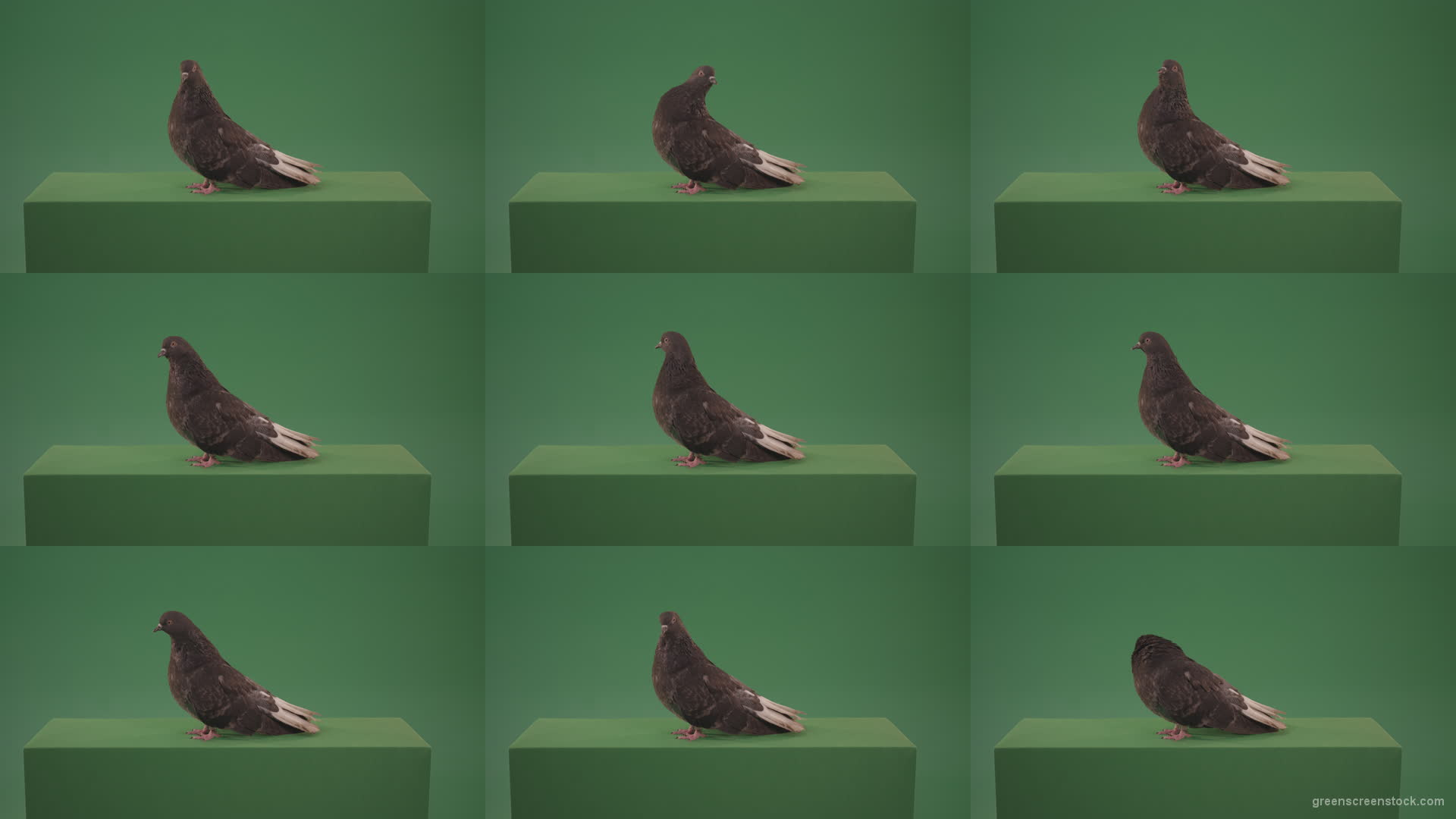 Pigeon-flies-over-the-city-in-search-of-its-nest-isolated-on-green-screen Green Screen Stock