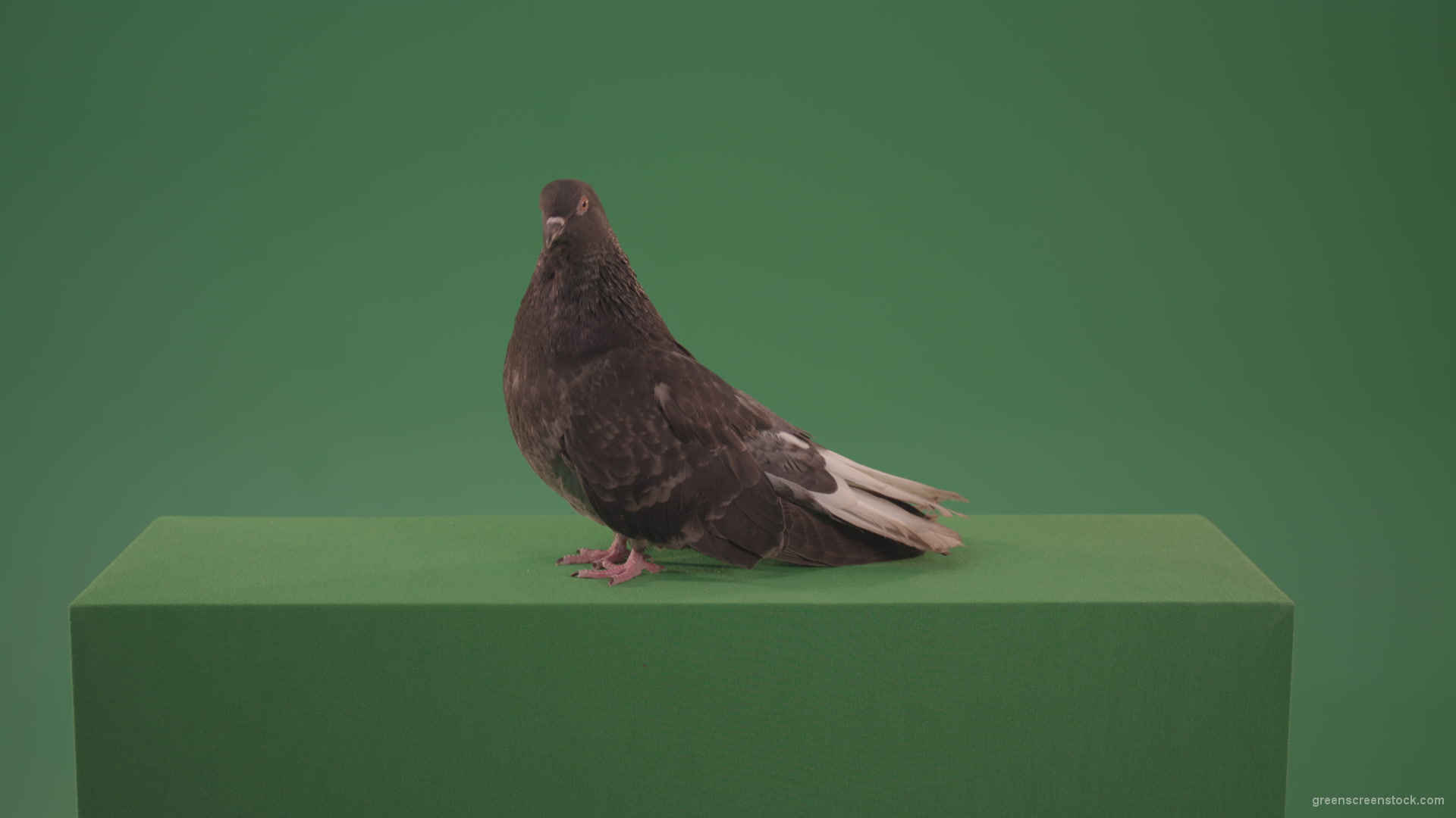 Pigeon-flies-over-the-city-in-search-of-its-nest-isolated-on-green-screen_001 Green Screen Stock