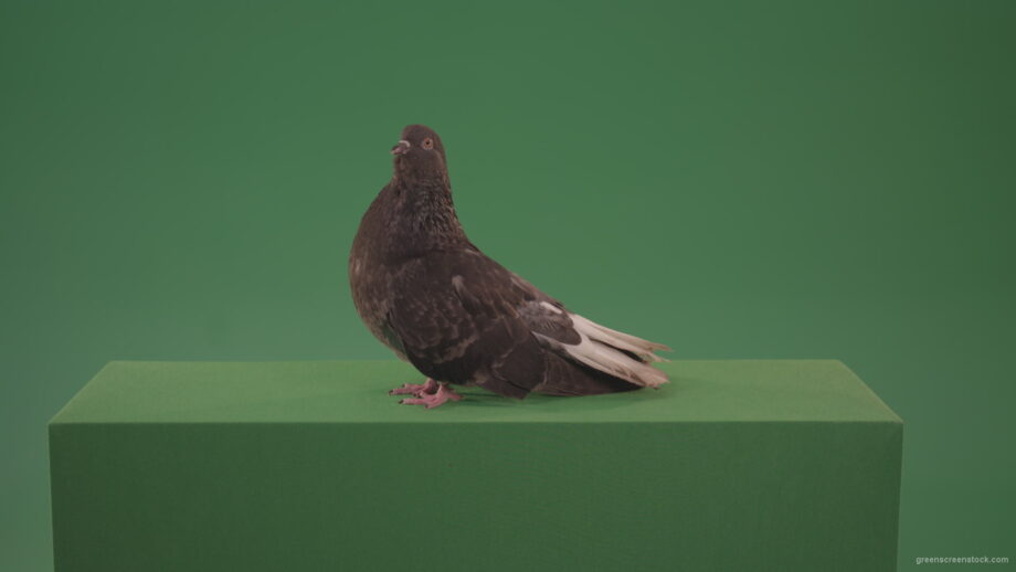 vj video background Pigeon-flies-over-the-city-in-search-of-its-nest-isolated-on-green-screen_003