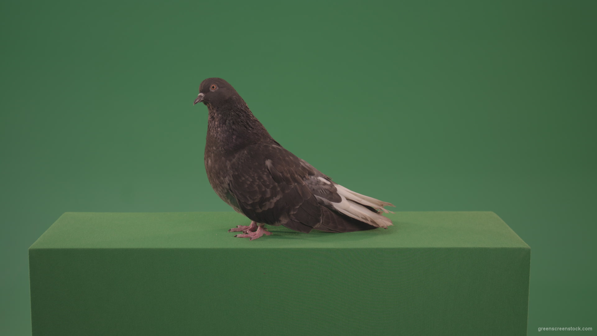 Pigeon-flies-over-the-city-in-search-of-its-nest-isolated-on-green-screen_004 Green Screen Stock