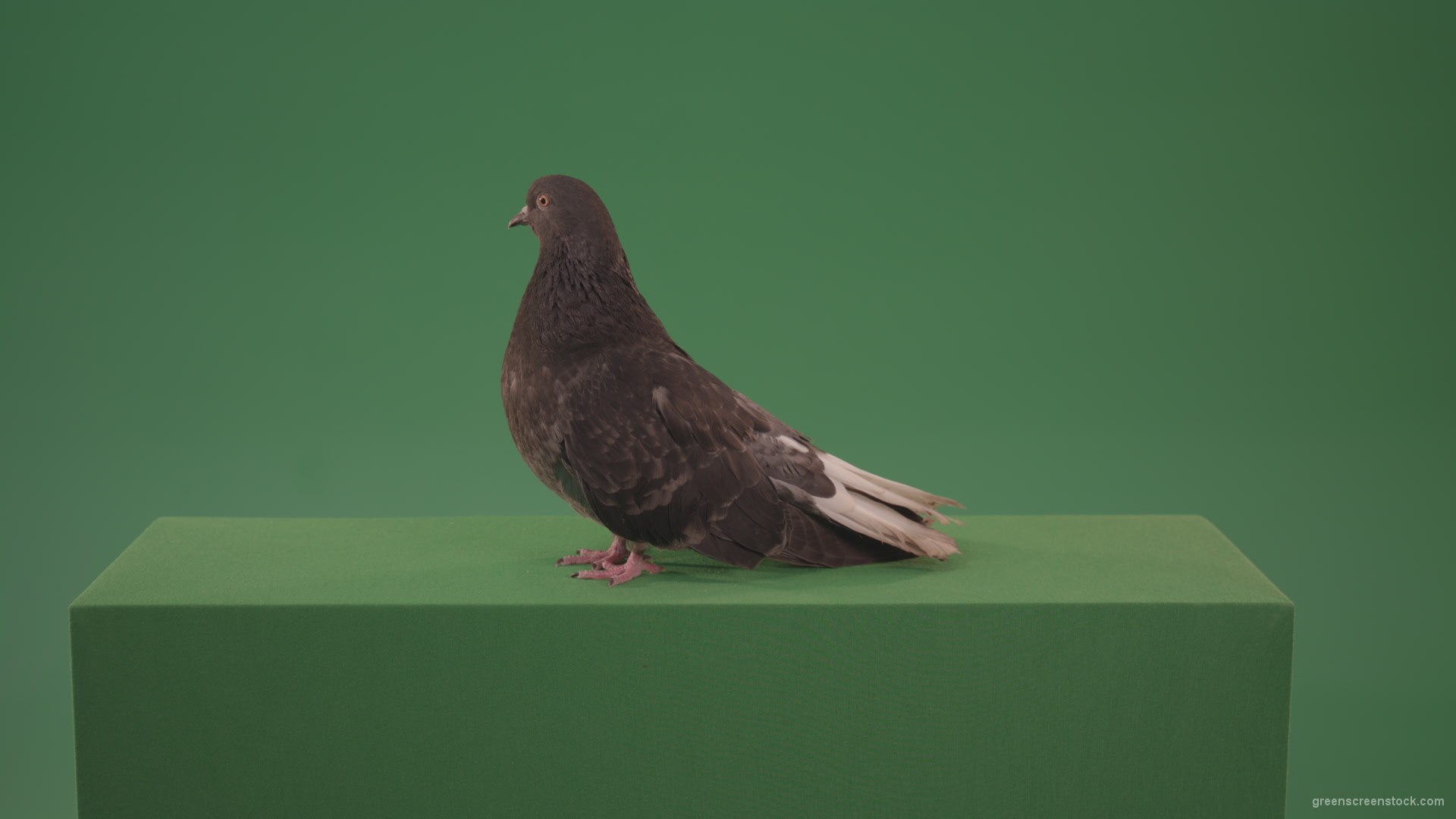 Pigeon-flies-over-the-city-in-search-of-its-nest-isolated-on-green-screen_005 Green Screen Stock