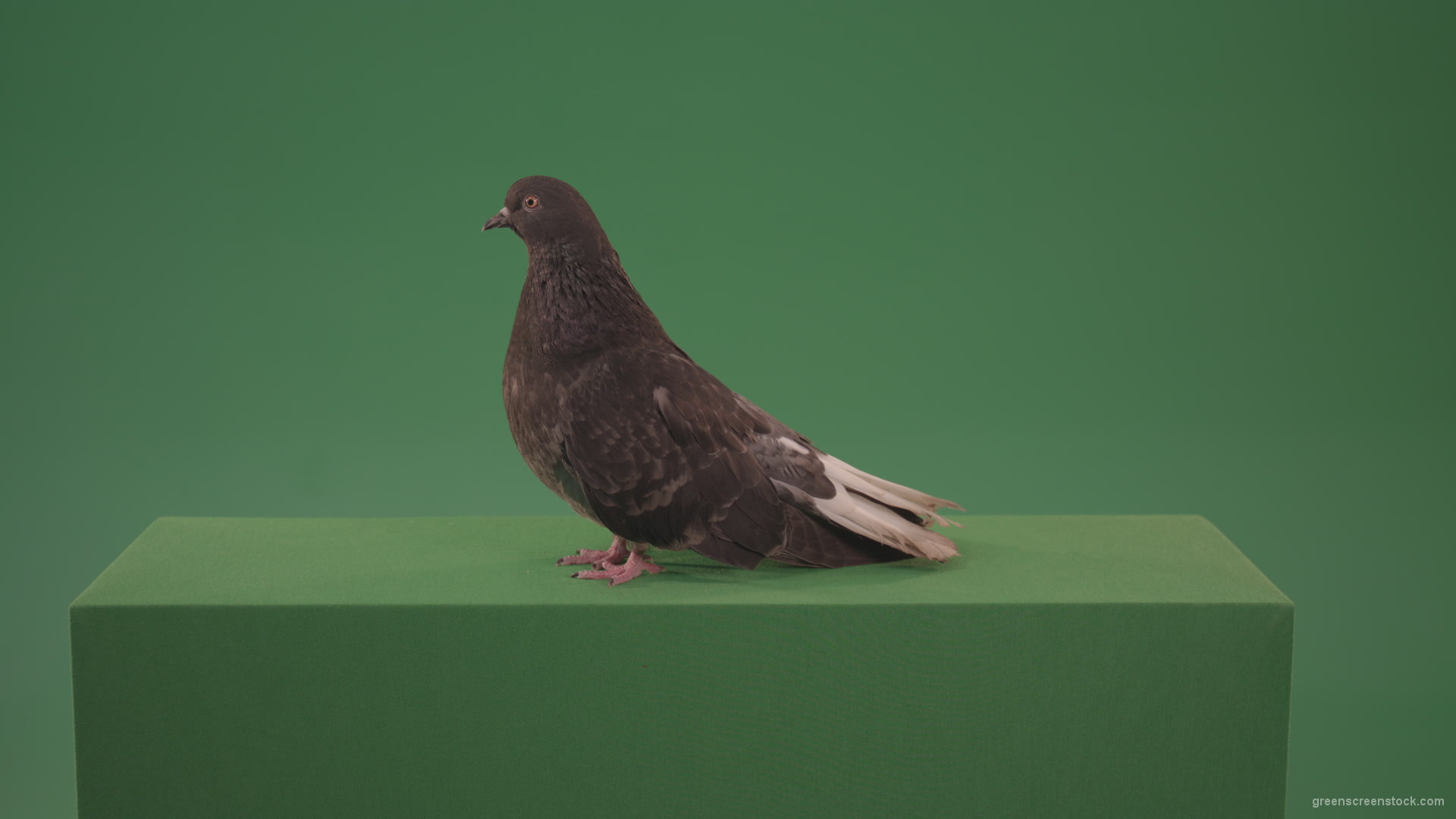Pigeon-flies-over-the-city-in-search-of-its-nest-isolated-on-green-screen_006 Green Screen Stock