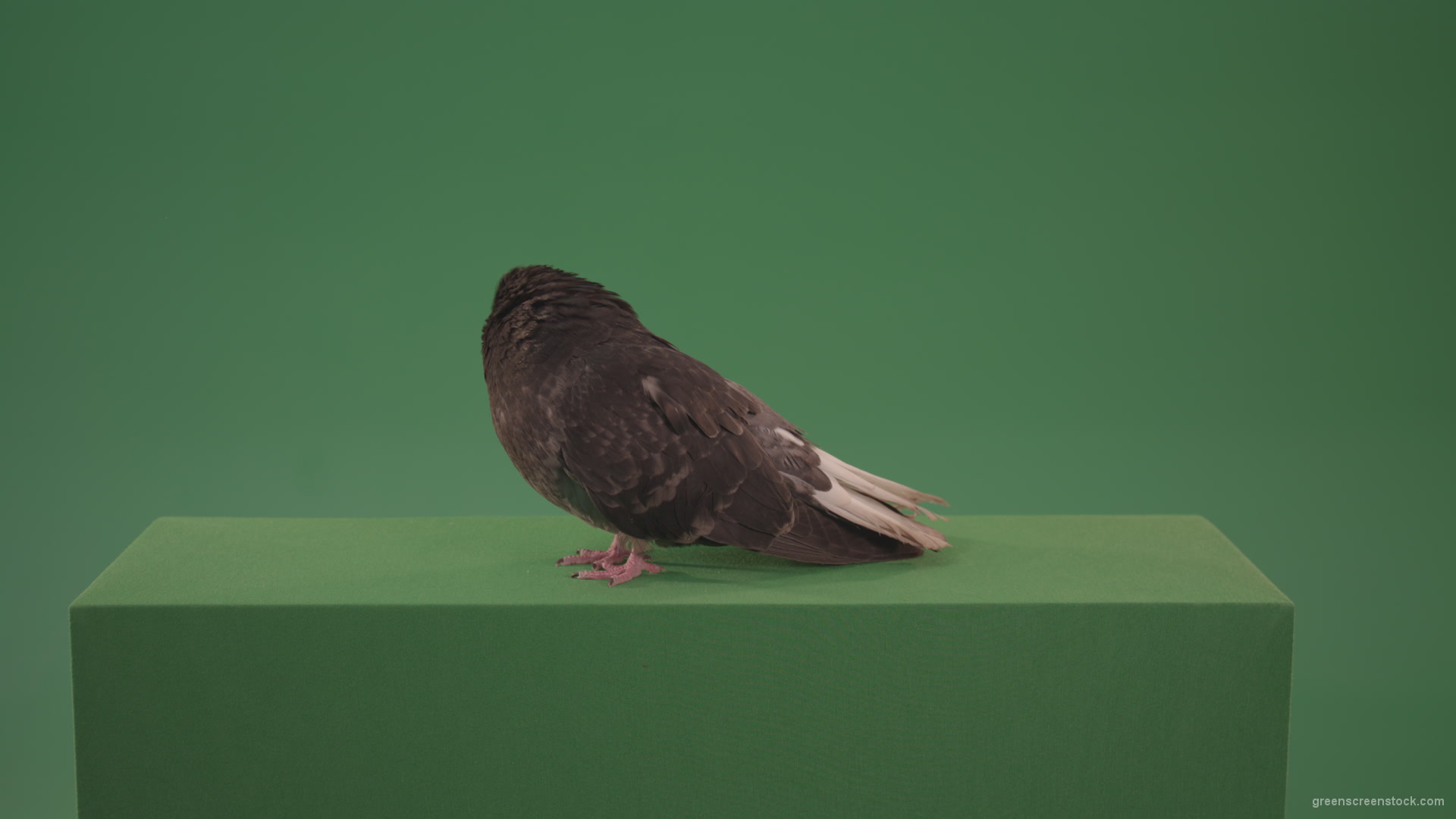Pigeon-flies-over-the-city-in-search-of-its-nest-isolated-on-green-screen_009 Green Screen Stock