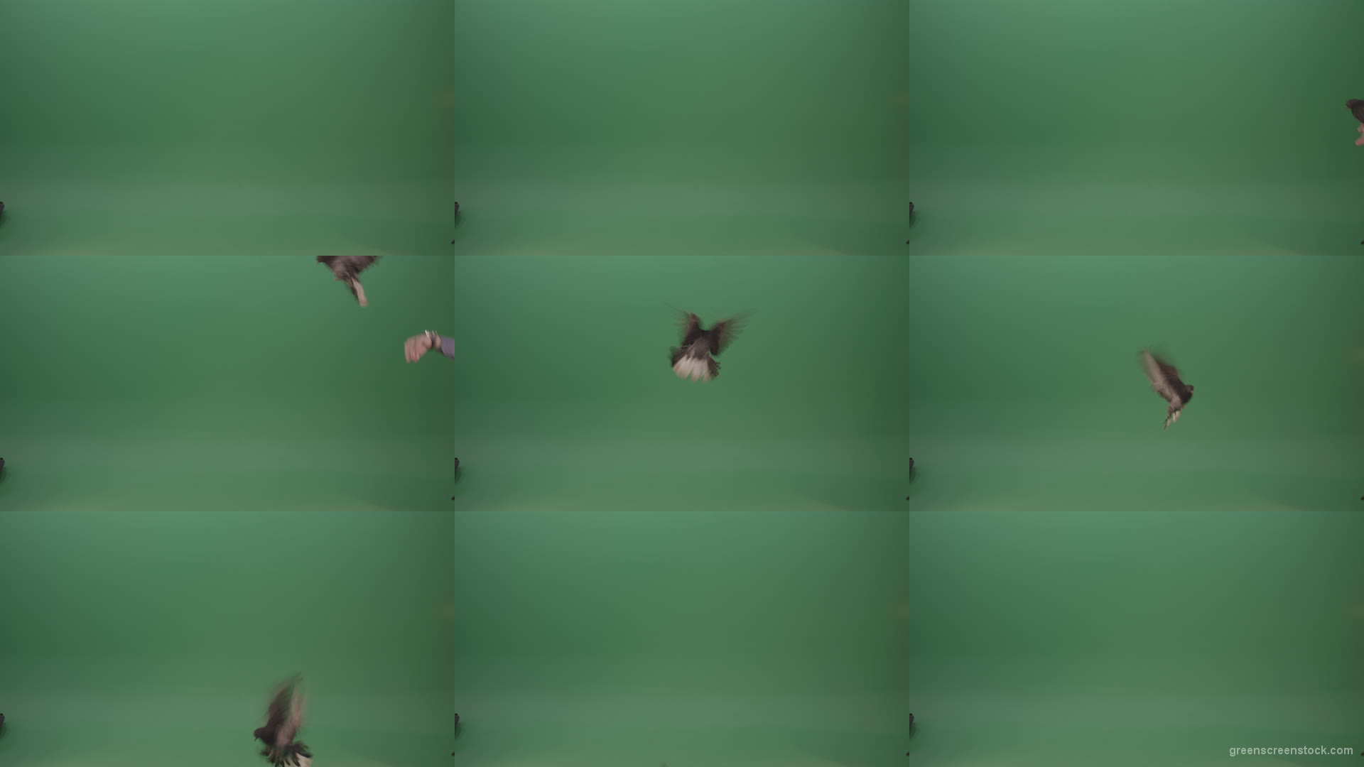 Raft-of-a-gray-pigeon-in-a-circle-of-landing-isolated-on-green-screen Green Screen Stock
