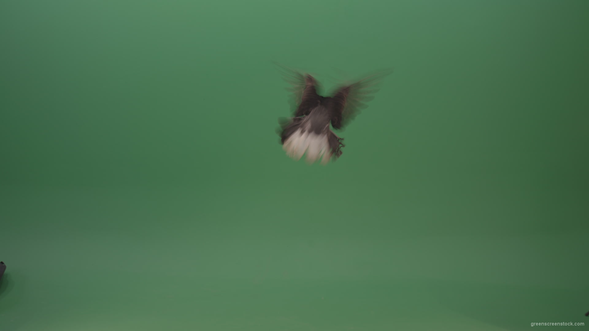 Raft-of-a-gray-pigeon-in-a-circle-of-landing-isolated-on-green-screen_005 Green Screen Stock