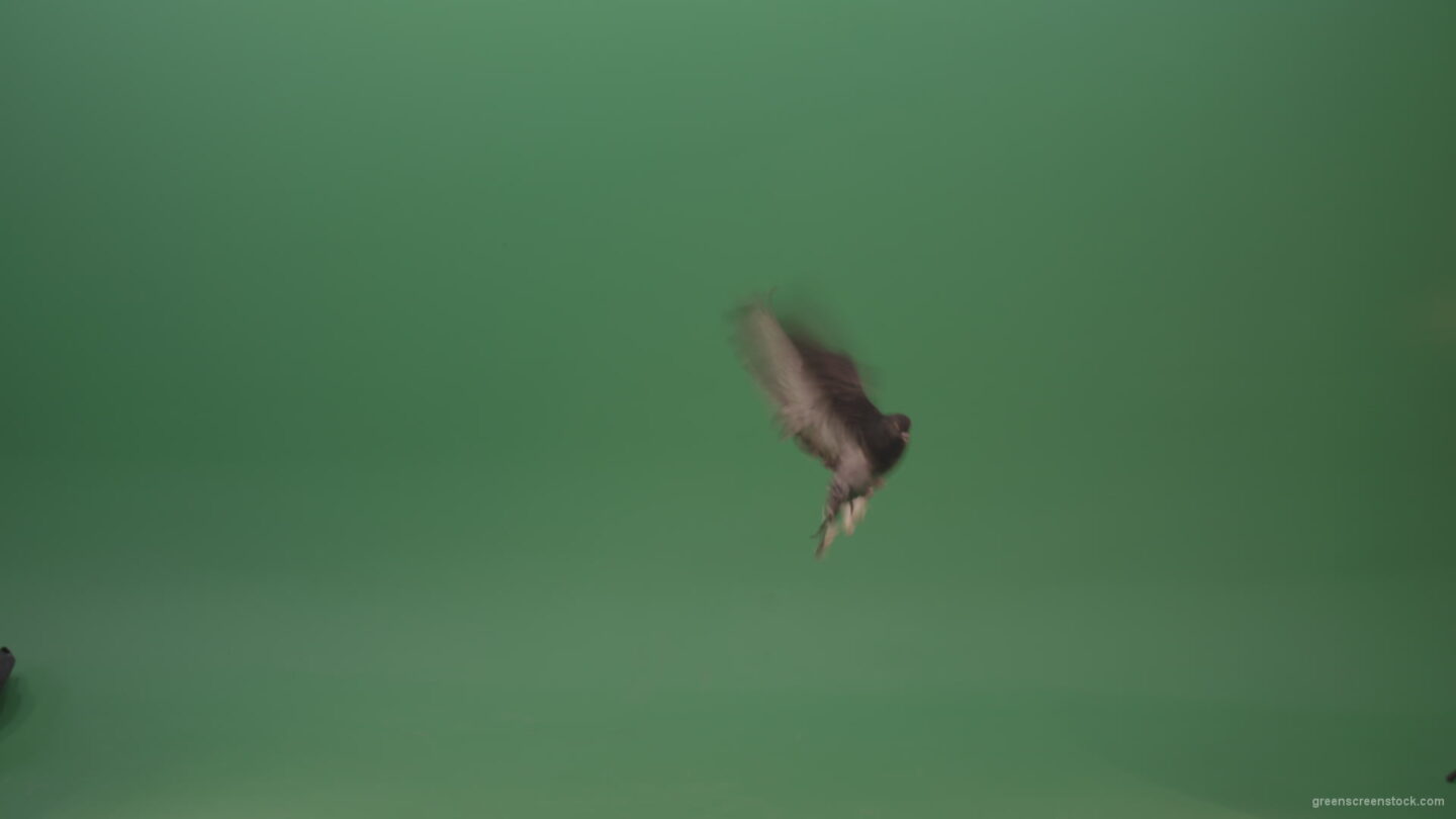 Raft-of-a-gray-pigeon-in-a-circle-of-landing-isolated-on-green-screen_006 Green Screen Stock