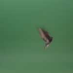 Raft-of-a-gray-pigeon-in-a-circle-of-landing-isolated-on-green-screen_006 Green Screen Stock