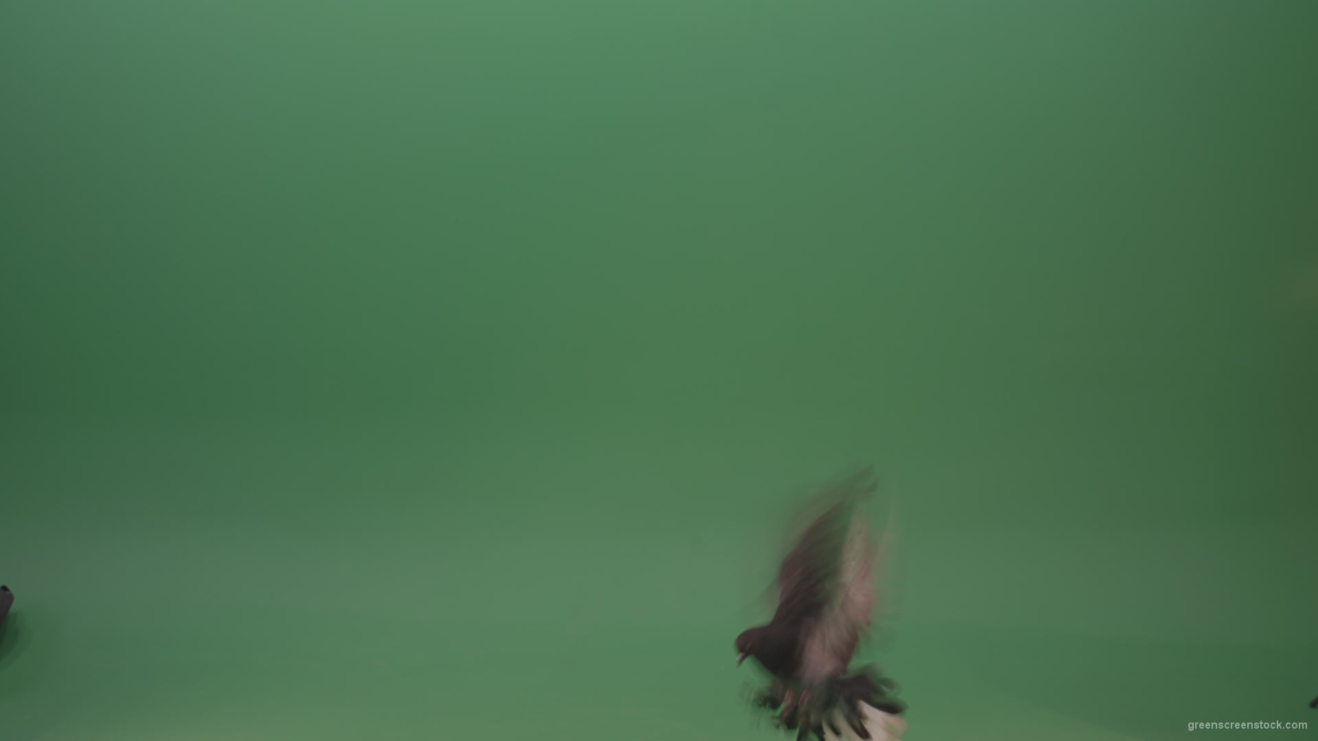 Raft-of-a-gray-pigeon-in-a-circle-of-landing-isolated-on-green-screen_007 Green Screen Stock