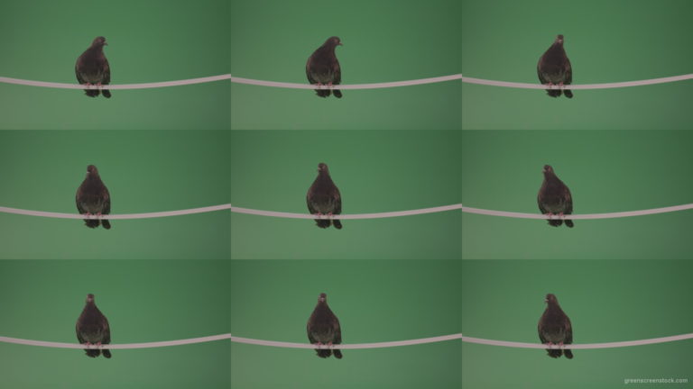 Sitting-bird-doves-on-a-pipe-in-a-big-city-isolated-on-chromakey-background Green Screen Stock