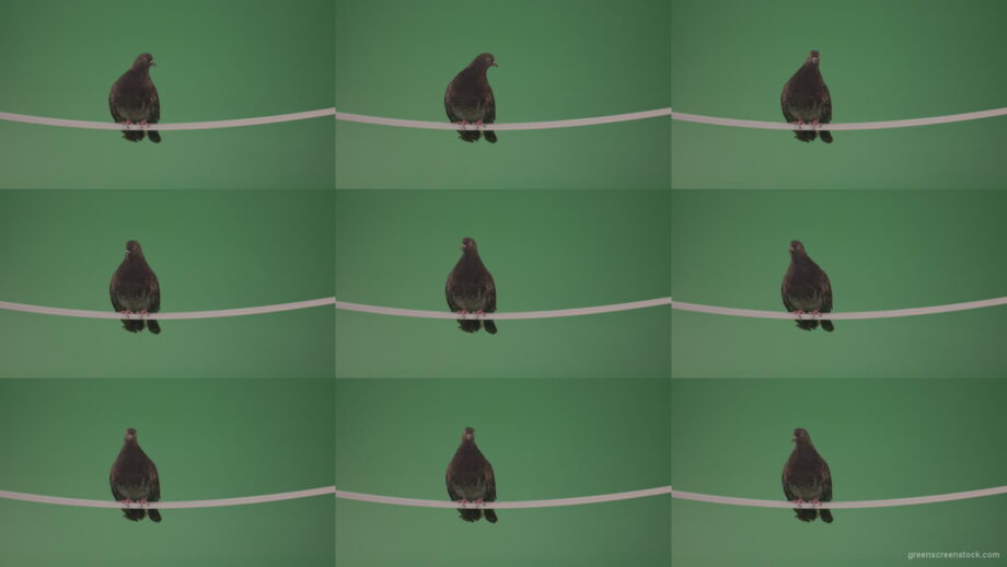 Sitting-bird-doves-on-a-pipe-in-a-big-city-isolated-on-chromakey-background Green Screen Stock