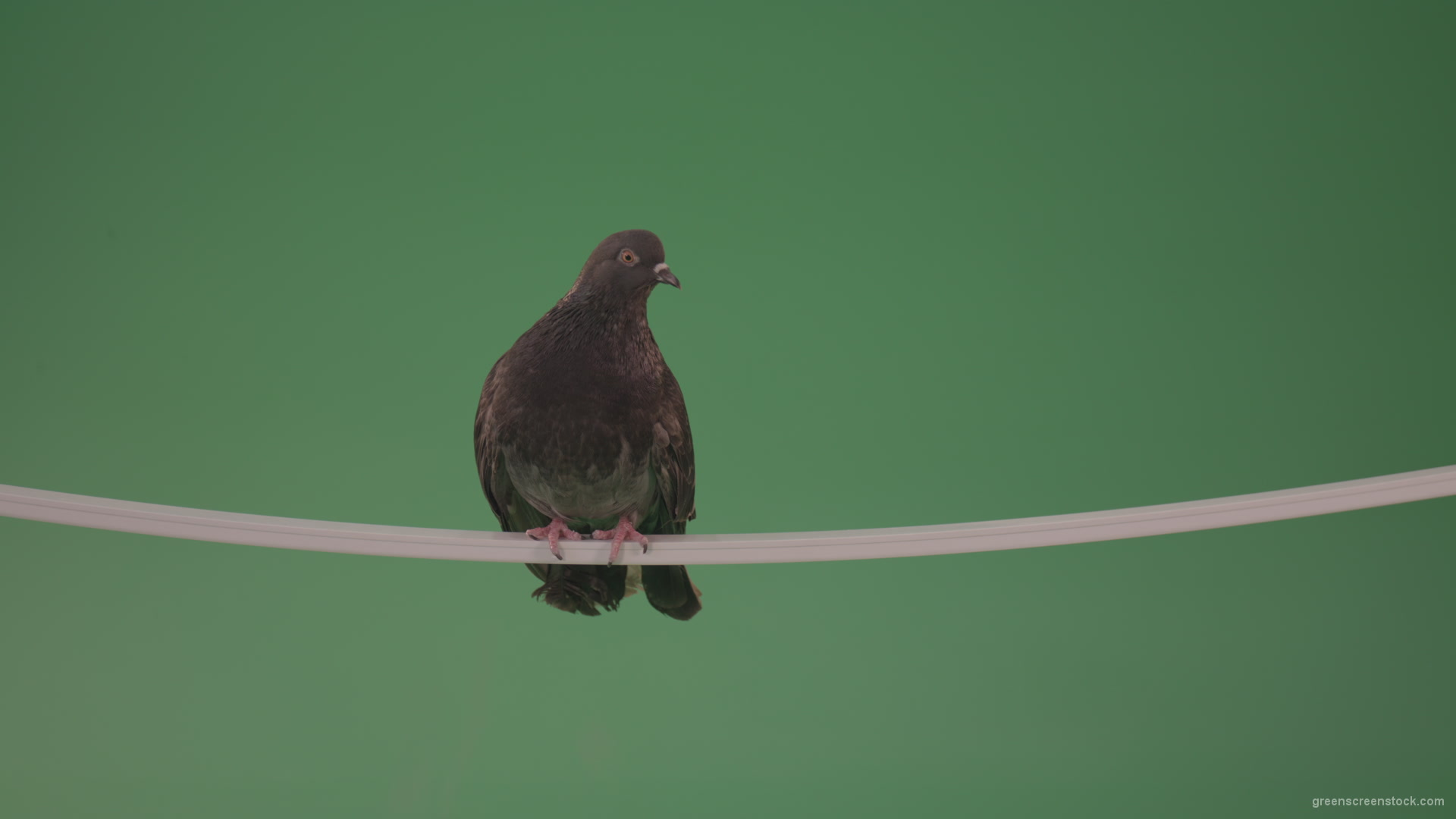 Sitting-bird-doves-on-a-pipe-in-a-big-city-isolated-on-chromakey-background_001 Green Screen Stock