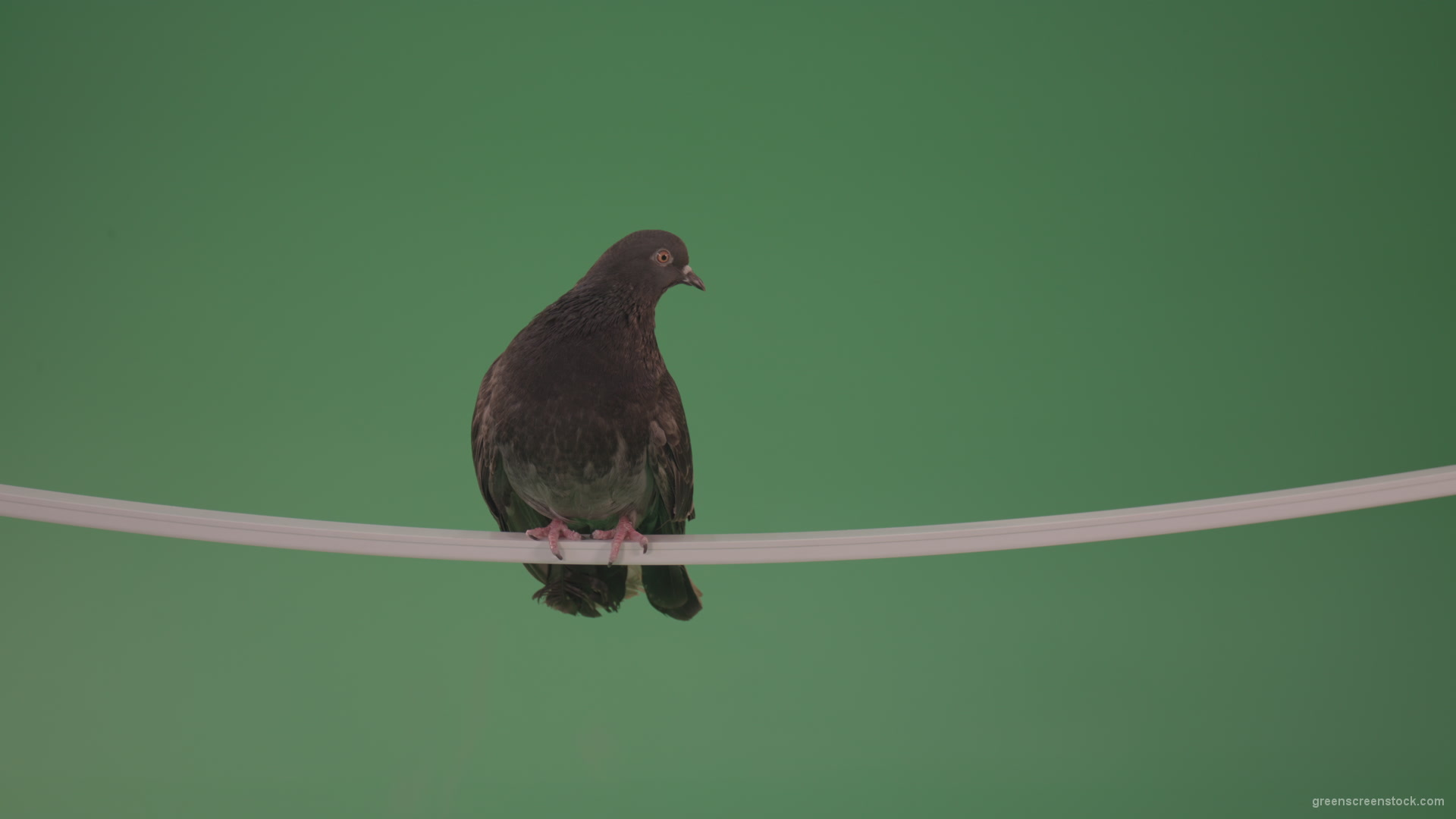 Sitting-bird-doves-on-a-pipe-in-a-big-city-isolated-on-chromakey-background_002 Green Screen Stock