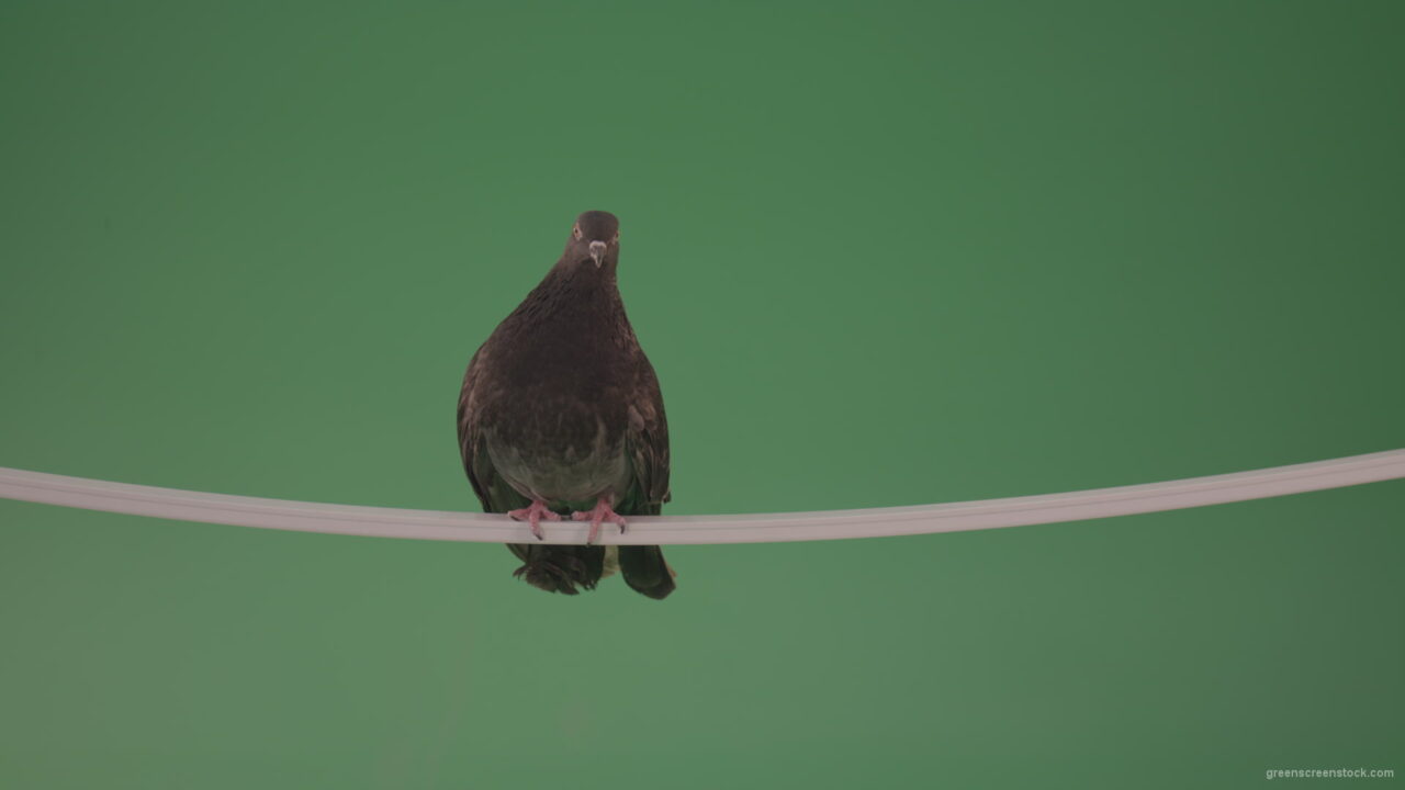 vj video background Sitting-bird-doves-on-a-pipe-in-a-big-city-isolated-on-chromakey-background_003