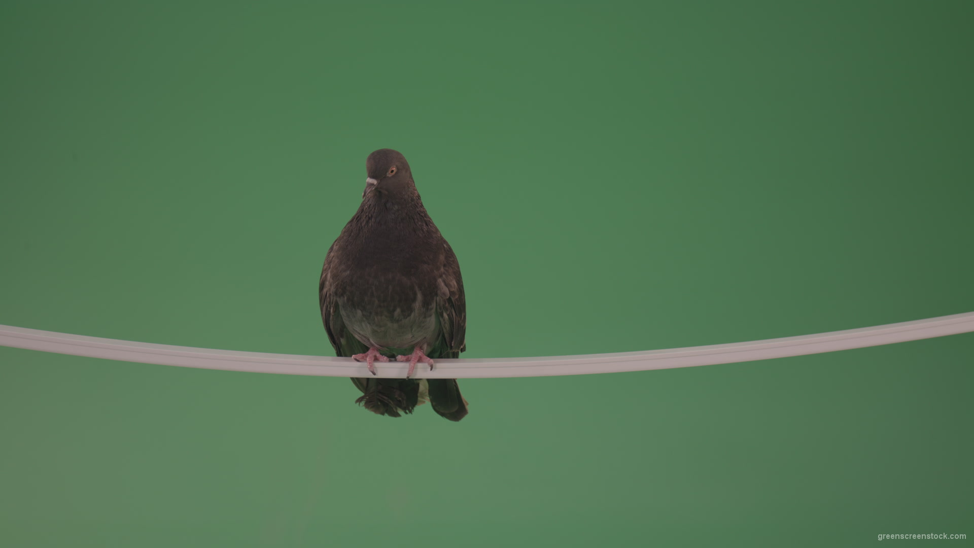 Sitting-bird-doves-on-a-pipe-in-a-big-city-isolated-on-chromakey-background_004 Green Screen Stock
