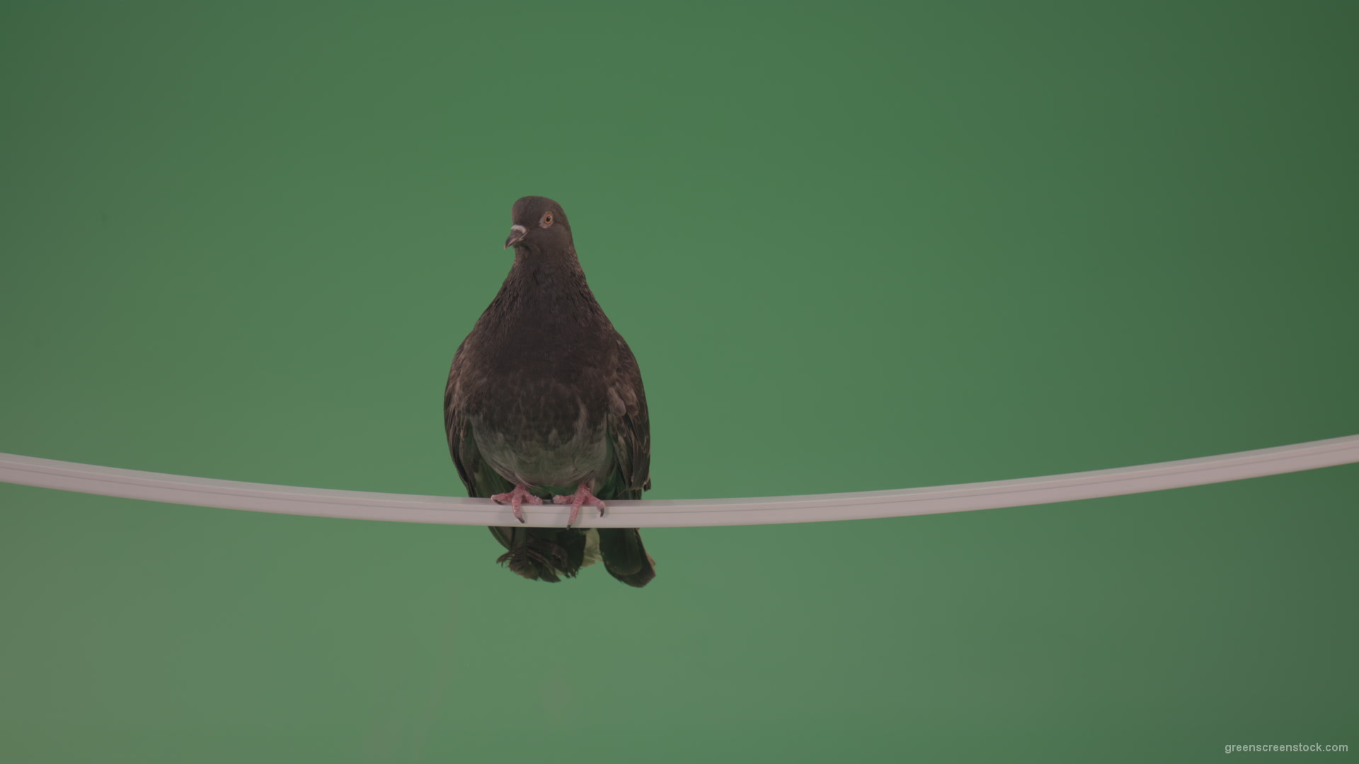 Sitting-bird-doves-on-a-pipe-in-a-big-city-isolated-on-chromakey-background_005 Green Screen Stock