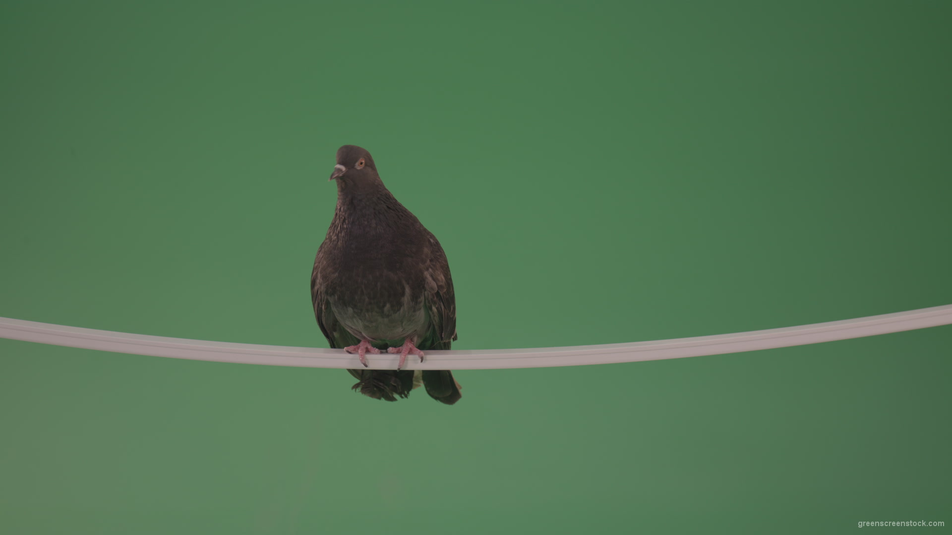 Sitting-bird-doves-on-a-pipe-in-a-big-city-isolated-on-chromakey-background_006 Green Screen Stock