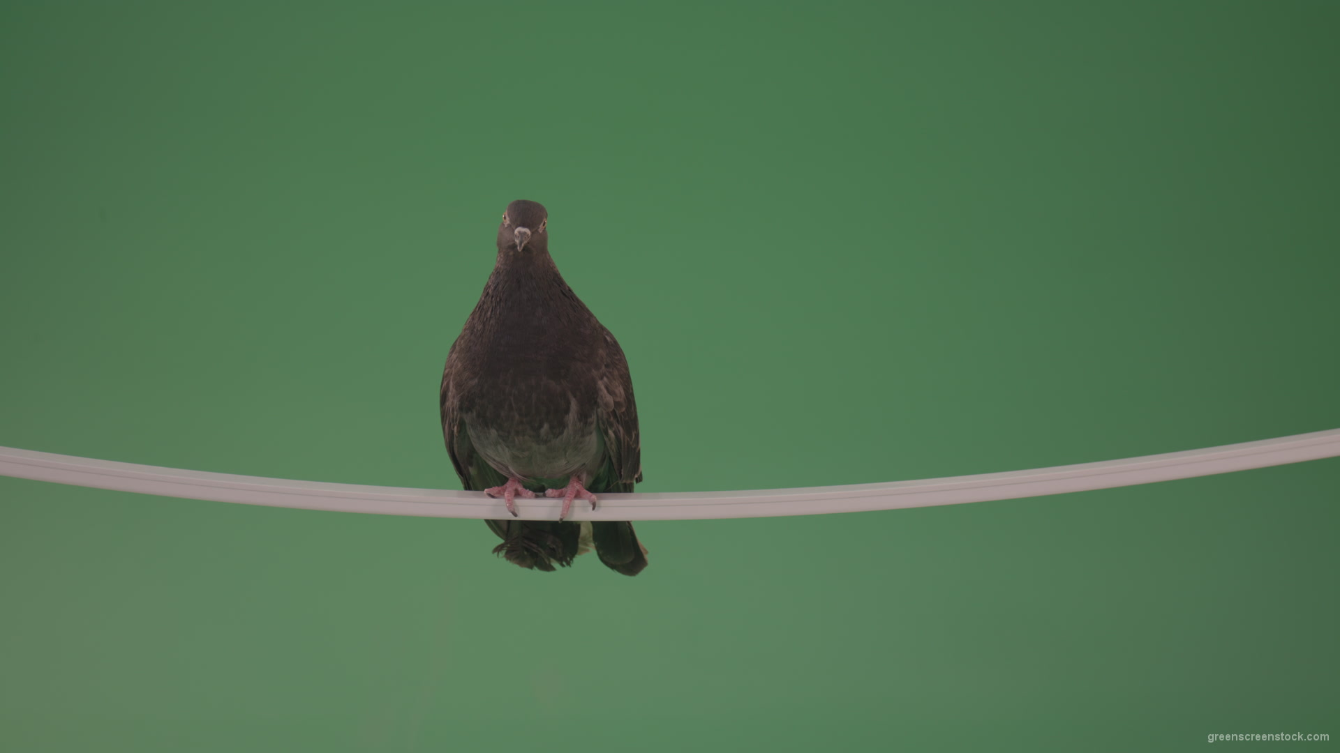 Sitting-bird-doves-on-a-pipe-in-a-big-city-isolated-on-chromakey-background_007 Green Screen Stock
