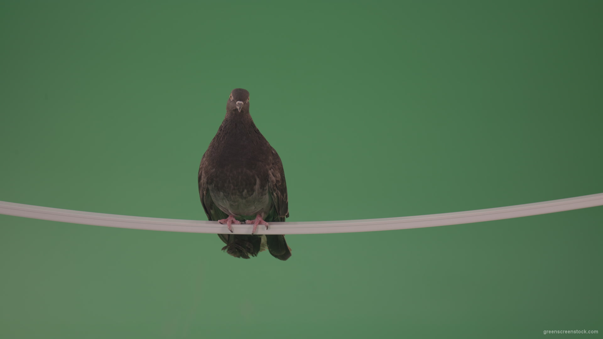 Sitting-bird-doves-on-a-pipe-in-a-big-city-isolated-on-chromakey-background_008 Green Screen Stock