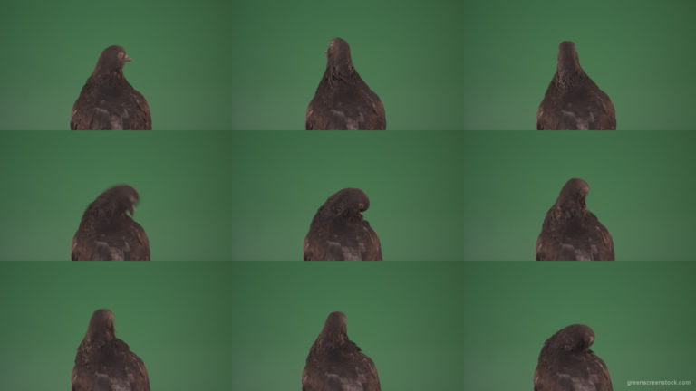 Sitting-wings-to-the-chicken-bird-home-pigeon-isolated-on-chromakey-background Green Screen Stock