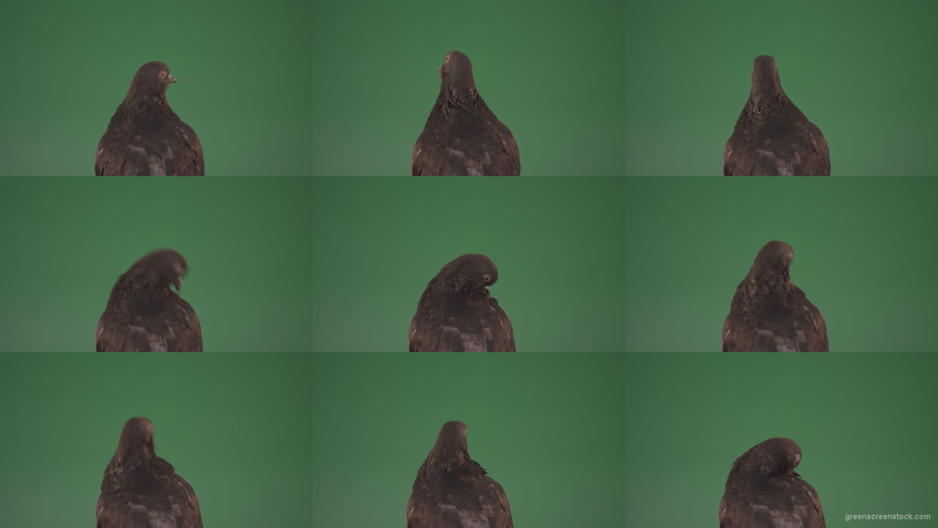 Sitting-wings-to-the-chicken-bird-home-pigeon-isolated-on-chromakey-background Green Screen Stock