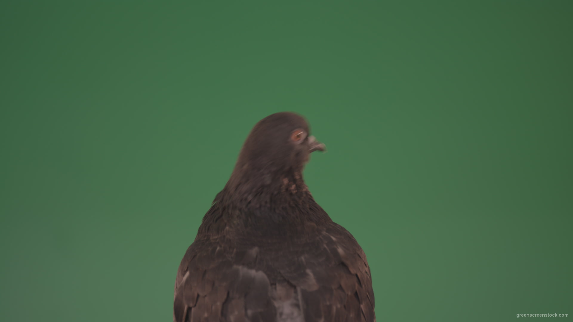 Sitting-wings-to-the-chicken-bird-home-pigeon-isolated-on-chromakey-background_001 Green Screen Stock