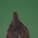vj video background Sitting-wings-to-the-chicken-bird-home-pigeon-isolated-on-chromakey-background_003
