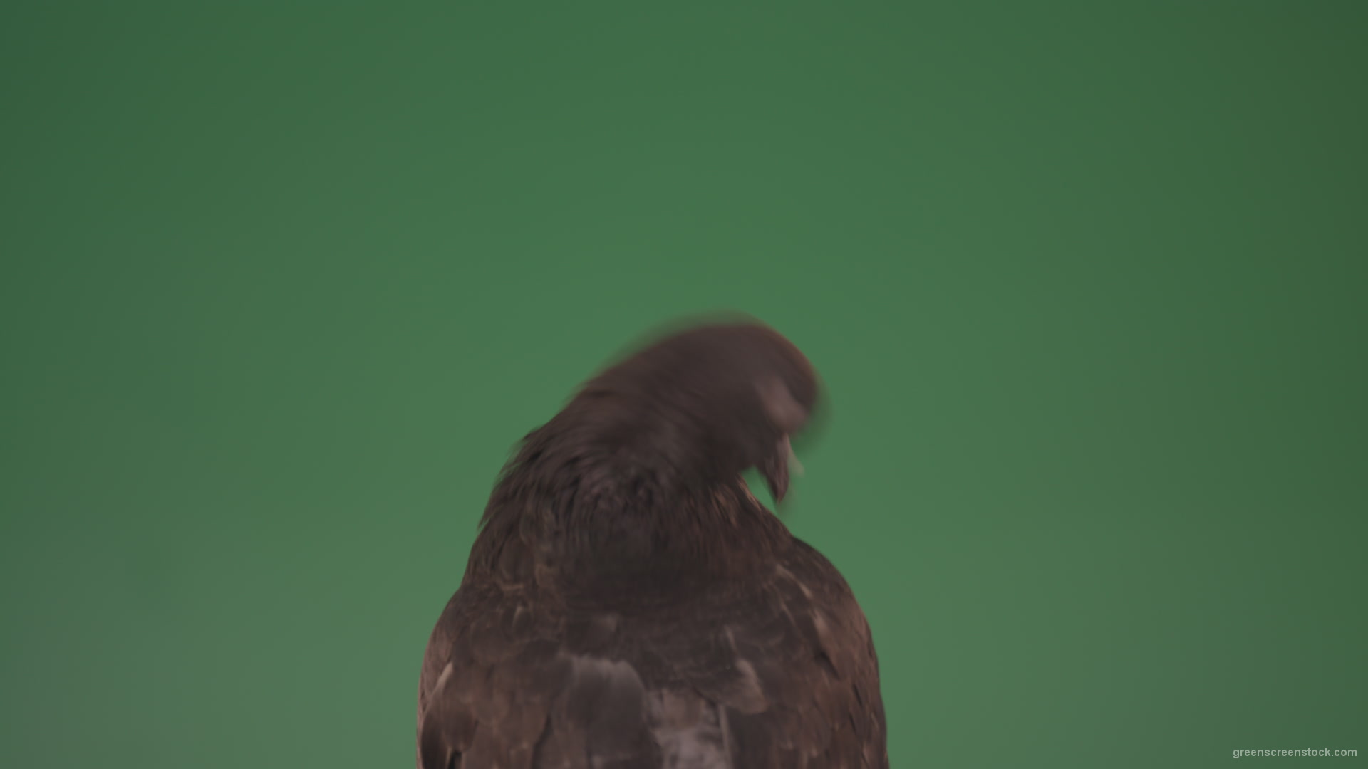 Sitting-wings-to-the-chicken-bird-home-pigeon-isolated-on-chromakey-background_004 Green Screen Stock