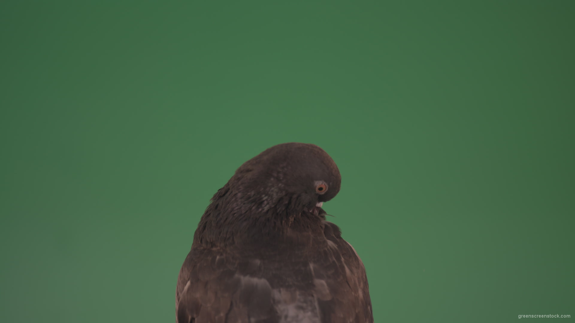 Sitting-wings-to-the-chicken-bird-home-pigeon-isolated-on-chromakey-background_005 Green Screen Stock