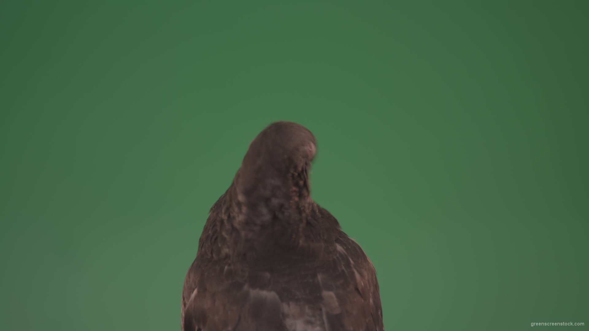 Sitting-wings-to-the-chicken-bird-home-pigeon-isolated-on-chromakey-background_006 Green Screen Stock