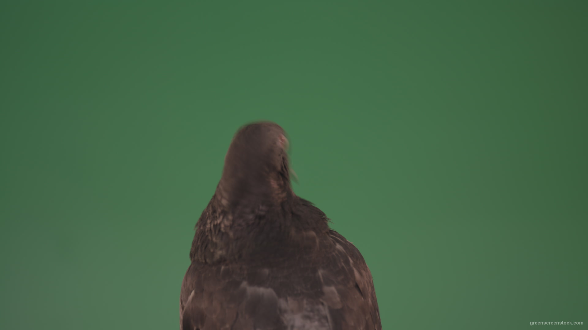 Sitting-wings-to-the-chicken-bird-home-pigeon-isolated-on-chromakey-background_007 Green Screen Stock