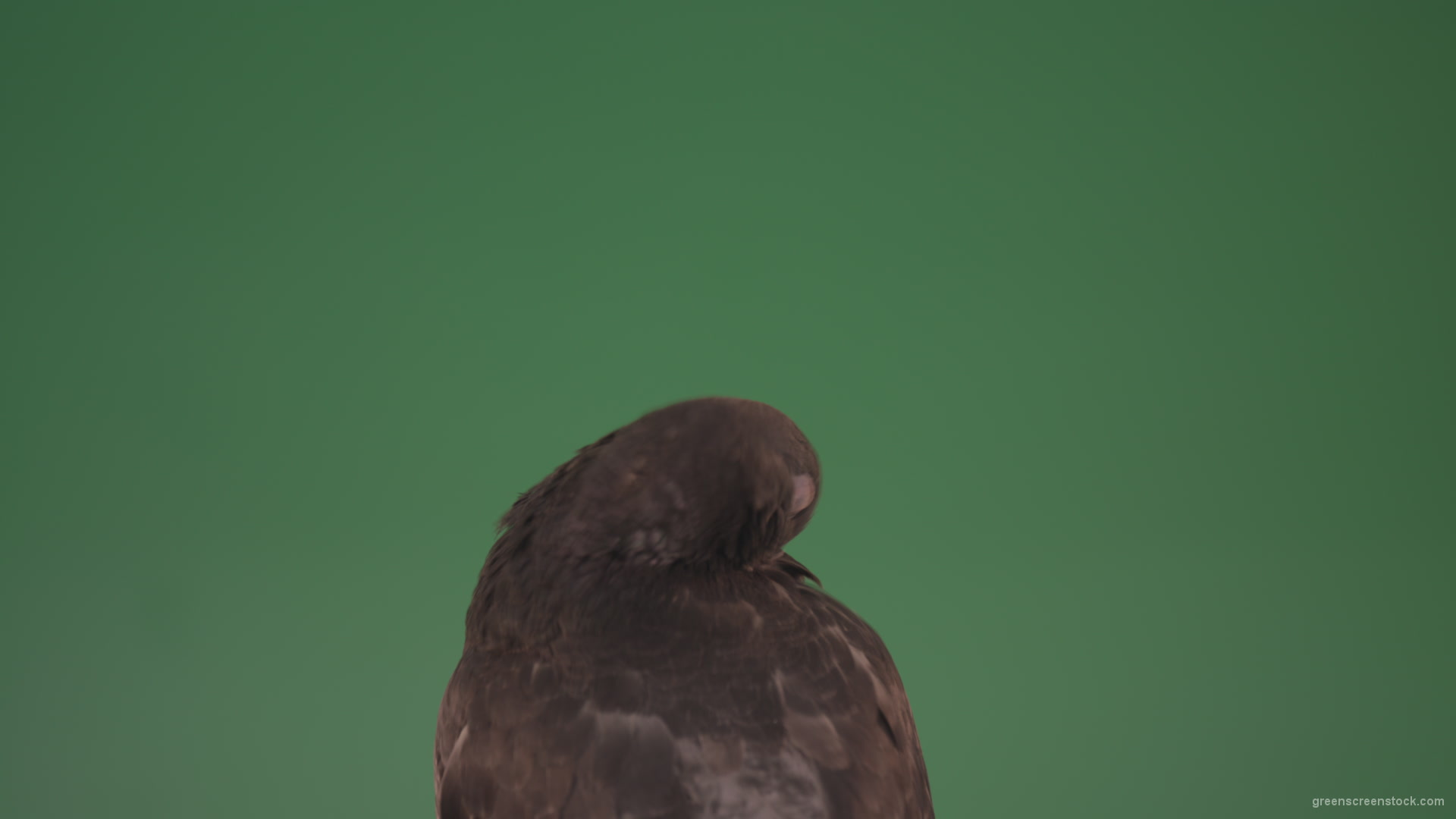 Sitting-wings-to-the-chicken-bird-home-pigeon-isolated-on-chromakey-background_009 Green Screen Stock