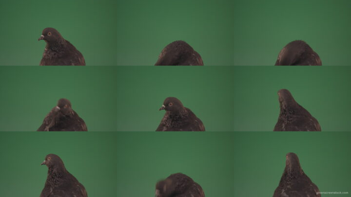 Wiggles-his-feathers-sitting-on-a-tree-in-a-big-city-bird-doves-isolated-on-chromakey-background Green Screen Stock