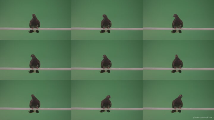Wild-bird-doves-sit-on-the-branch-and-peer-around-isolated-on-green-screen Green Screen Stock
