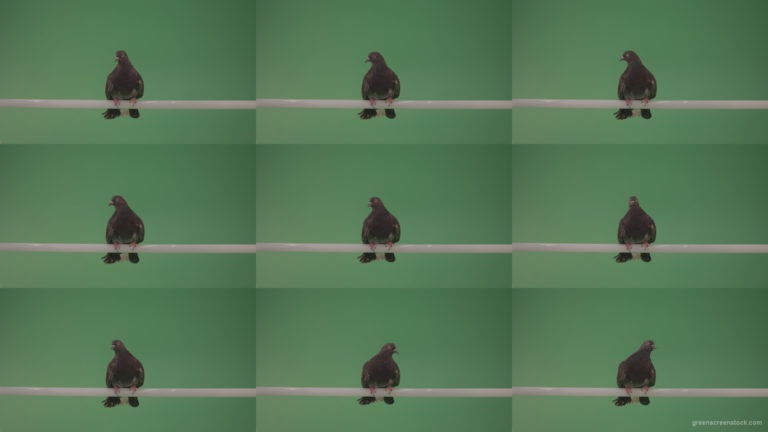 Wild-bird-doves-sit-on-the-branch-and-peer-around-isolated-on-green-screen Green Screen Stock