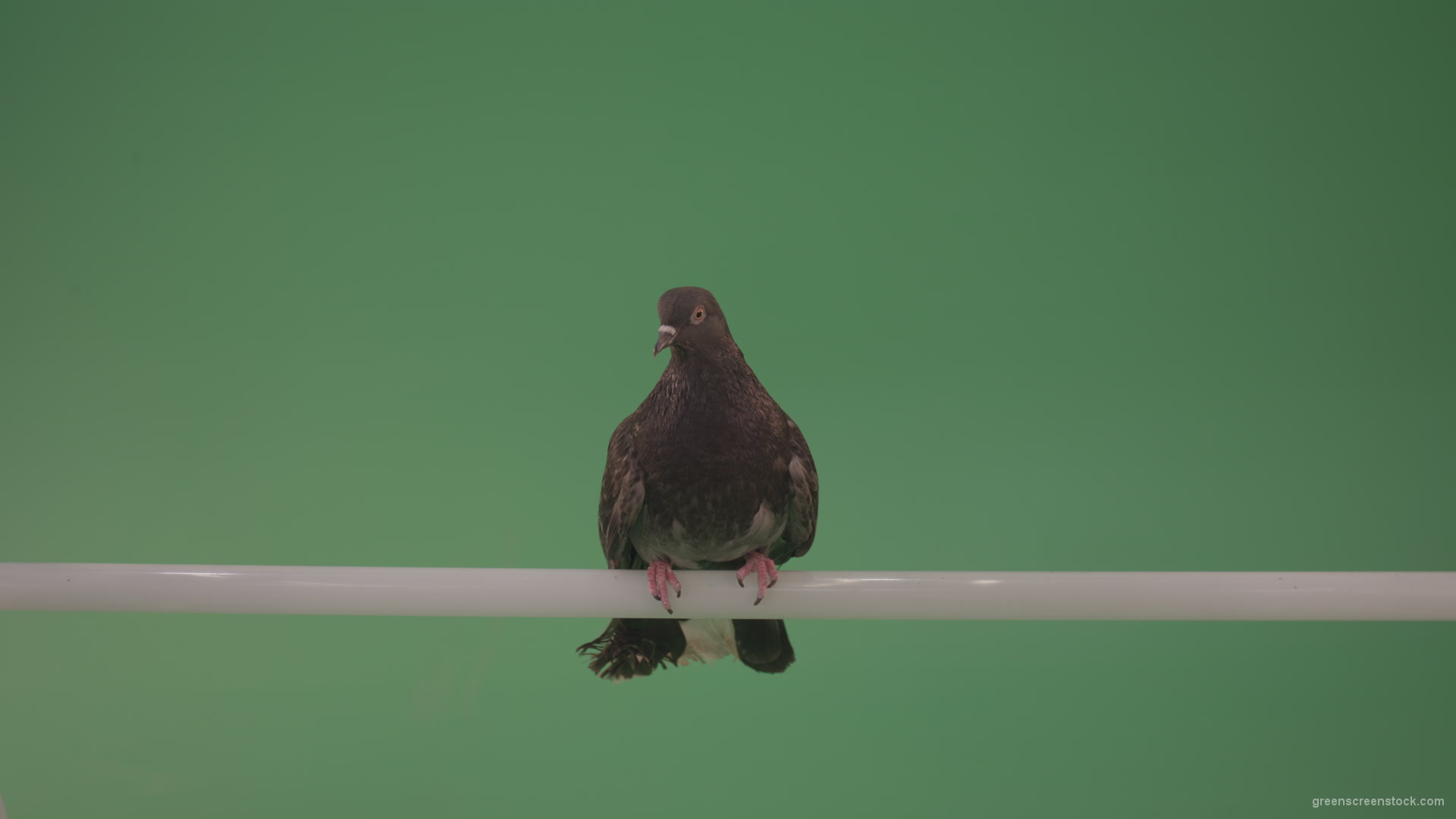 Wild-bird-doves-sit-on-the-branch-and-peer-around-isolated-on-green-screen_001 Green Screen Stock