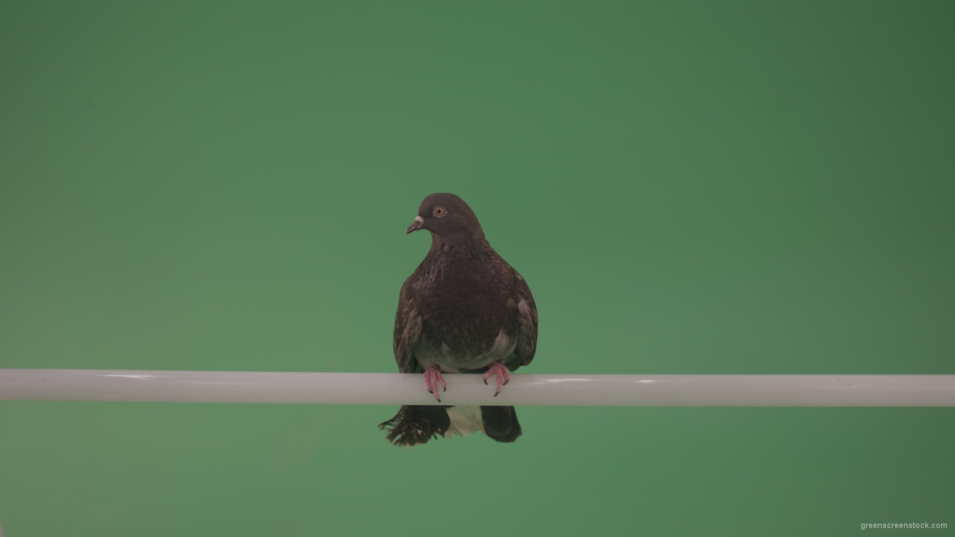 Wild-bird-doves-sit-on-the-branch-and-peer-around-isolated-on-green-screen_002 Green Screen Stock