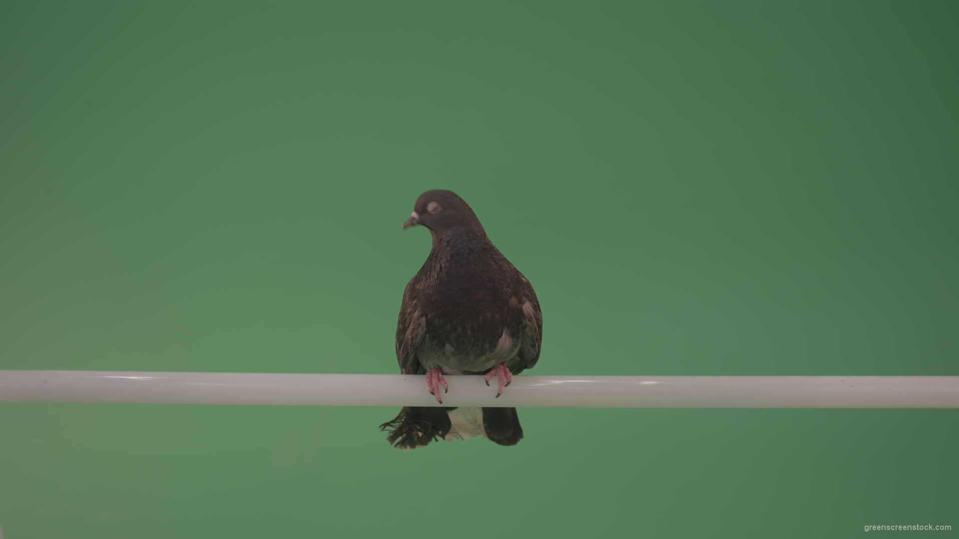 vj video background Wild-bird-doves-sit-on-the-branch-and-peer-around-isolated-on-green-screen_003