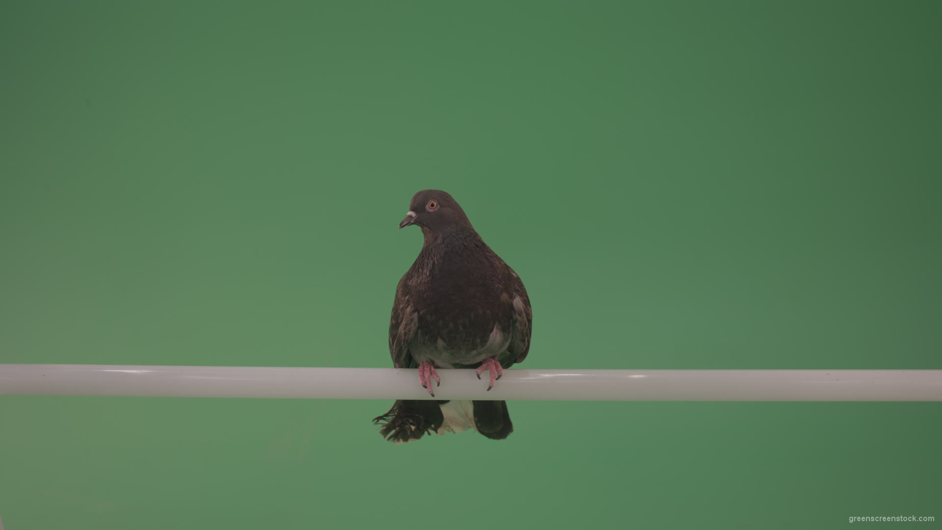 Wild-bird-doves-sit-on-the-branch-and-peer-around-isolated-on-green-screen_004 Green Screen Stock