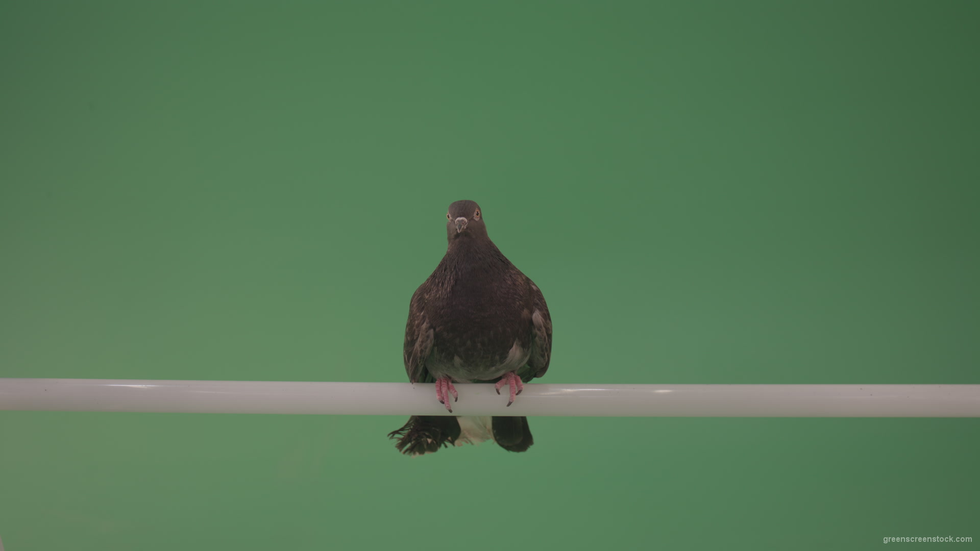 Wild-bird-doves-sit-on-the-branch-and-peer-around-isolated-on-green-screen_006 Green Screen Stock