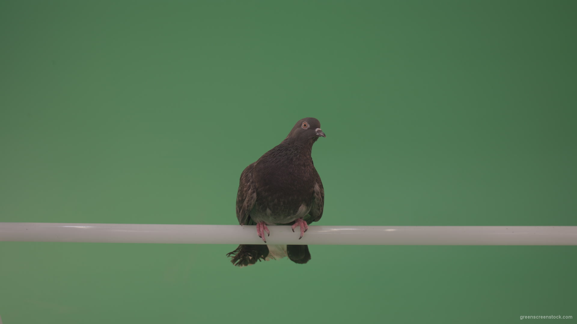 Wild-bird-doves-sit-on-the-branch-and-peer-around-isolated-on-green-screen_009 Green Screen Stock