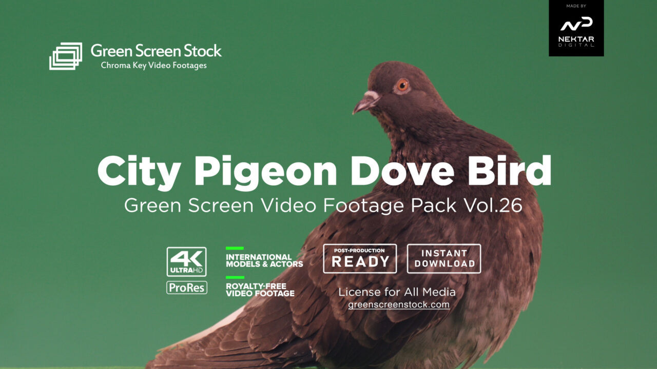 City Pigeon Dove Bird Green Screen Video Footage