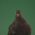 City-Pigeon-Dove-Bird-on-Green-Screen-Video-Footage-Pack-4K